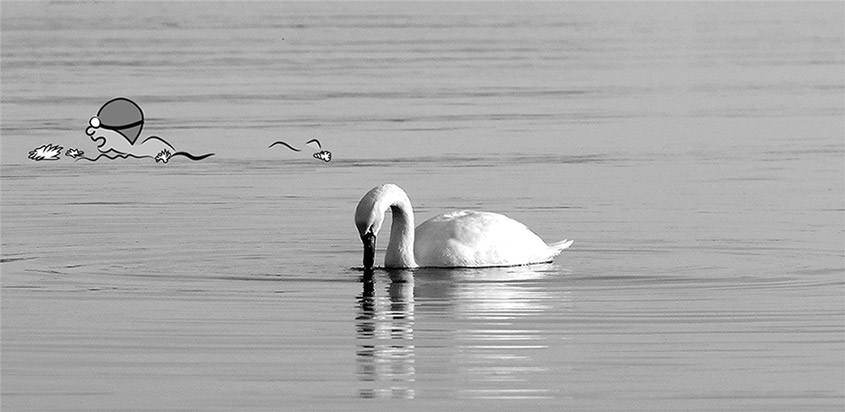 Schwan und Schwimmer