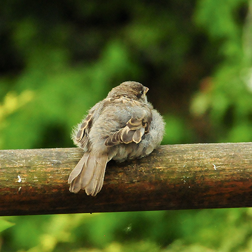 Jungspatz im Grünen