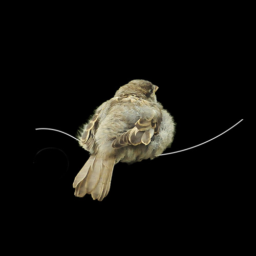 Jungspatz auf schwarz