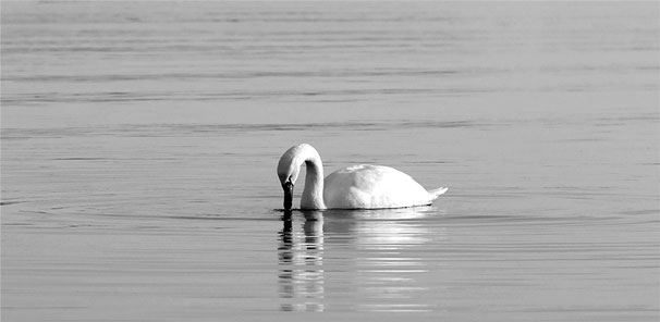 Schwan auf glatter See, s/w
