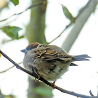 junger Spatz