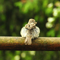 Spatz