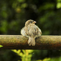 Spatz