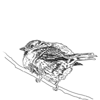 Illustration Spatz